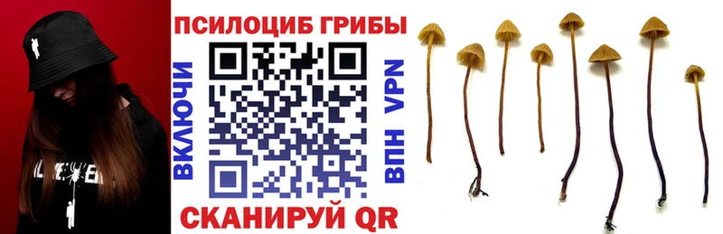 ОМГ ОМГ ТОР  Камышин  Псилоцибиновые грибы GOLDEN TEACHER 